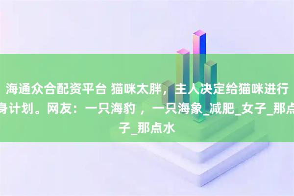 海通众合配资平台 猫咪太胖，主人决定给猫咪进行瘦身计划。网友：一只海豹 ，一只海象_减肥_女子_那点水